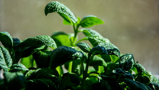 macro photography of green plants thumbnail