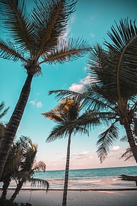 worm's-eye view of coconut palms near body of water thumbnail