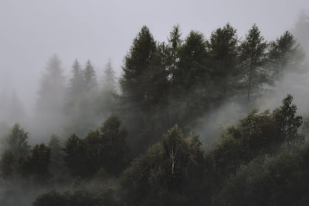 Photo of Foggy Forest thumbnail