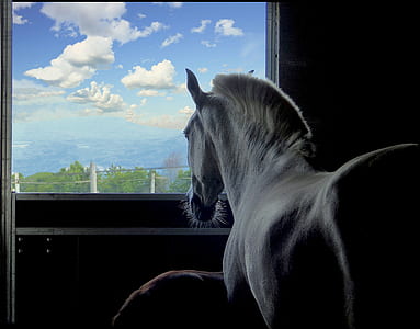 white horse in stable thumbnail