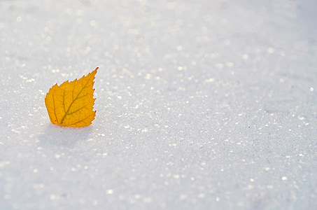 yellow leaf on white ice thumbnail