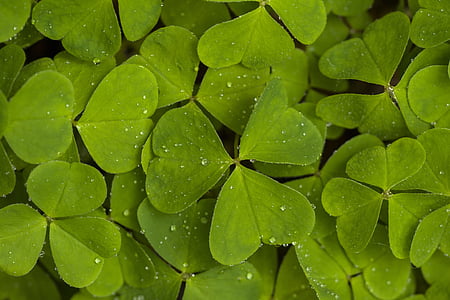 green leafed plant thumbnail