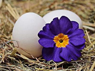 purple primrose flower beside two white eggs thumbnail