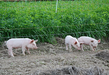 three pigs standing near crops thumbnail