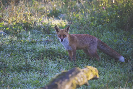 Brown Fox on Green Grass during Daytime thumbnail