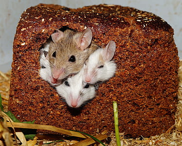 Four Small White Brown Mice Poking Their Heads Out from a Bread Loaf thumbnail