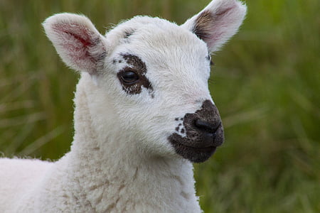 white lamb on grass field during day thumbnail