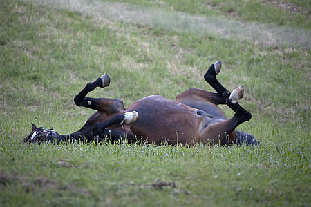 brown horse lying on grass thumbnail