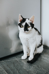 Cute white kitty thumbnail
