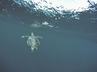 underwater photography of sea turtle swimming in sea thumbnail