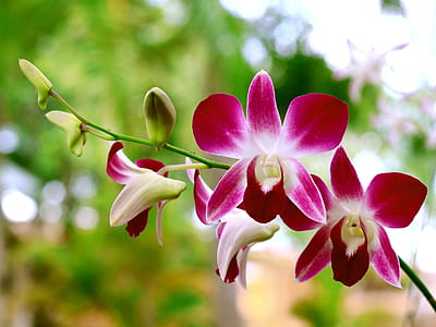 pink orchids thumbnail