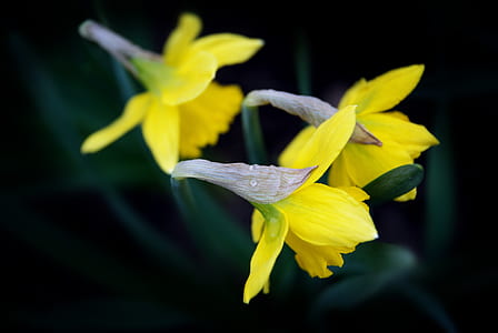 blooming yellow flowers thumbnail