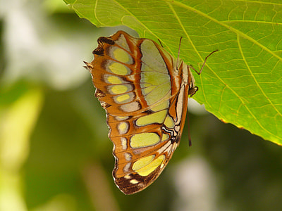 Malachite Butterfly, Butterfly thumbnail