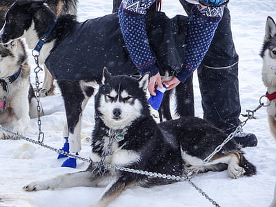 adult black and white Alaskan malamute on focus photo thumbnail