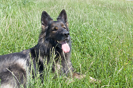Schäfer Dog, German Shepherd thumbnail