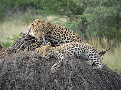 two leopards laying on the hay thumbnail