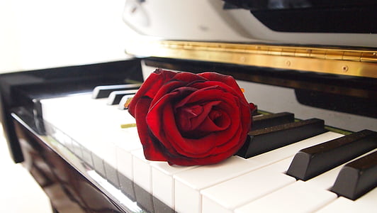 red rose on piano thumbnail