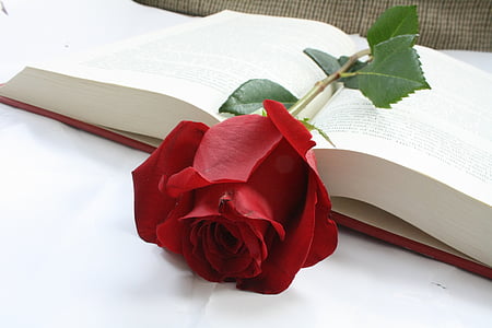 red rose in between book thumbnail