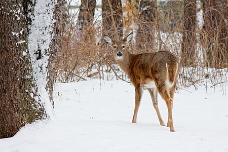 brown deer on snow covered field thumbnail