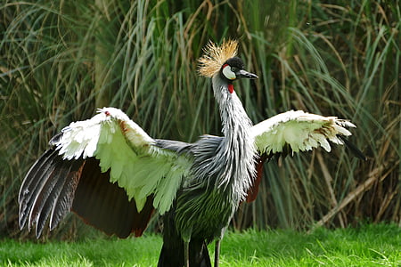 selective focus photography of gray-crowned crane thumbnail