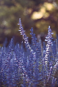 purple lavender flower macro photography thumbnail