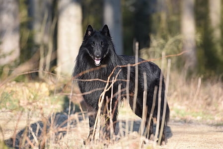 long-coated black dog on ground near trees thumbnail