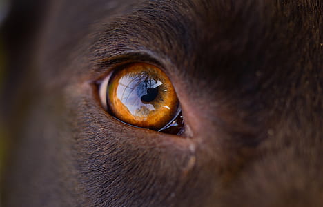 close-up photo of animal's right eye thumbnail