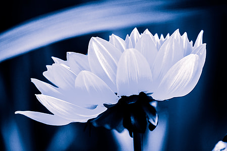 selective focus photography of white petaled flower thumbnail