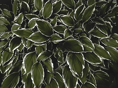 green-and-white leafy plants thumbnail