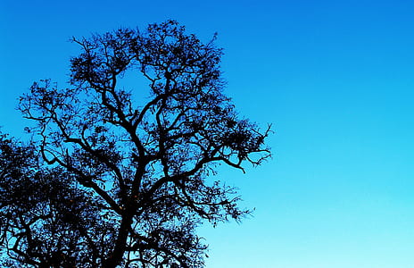 nature, sky, branches, leaves thumbnail