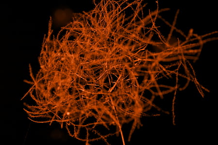 abstract, grass, light, orange thumbnail