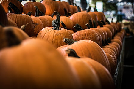 focus photo of pumpkins thumbnail