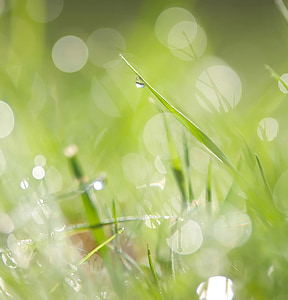 green grass field thumbnail