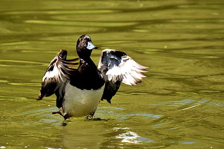 closeup photo of black and white duck on water at daytime thumbnail