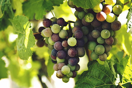 selective focus photography of white and red grapes thumbnail