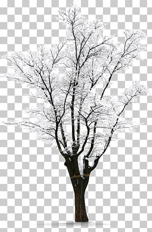 Winter Snow, Winter snow Trees, white leafed tree PNG clipart