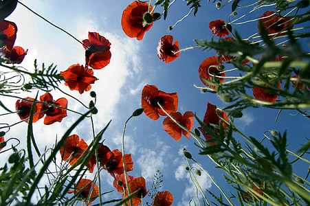 low-angle photography of red petaled flowers thumbnail