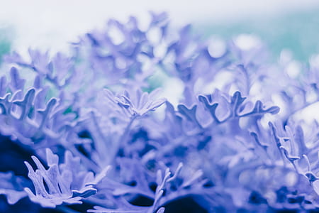 selective focus photo of purple leafed plant thumbnail