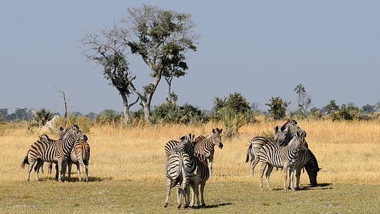 group of zebra on forest thumbnail