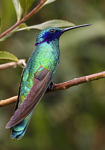 green, blue, and brown bird perched on twig during day thumbnail