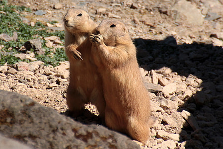 Black-Tailed Prairie Dog thumbnail