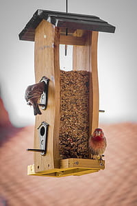 Birds on Brown Wooden Feeds Dispenser thumbnail