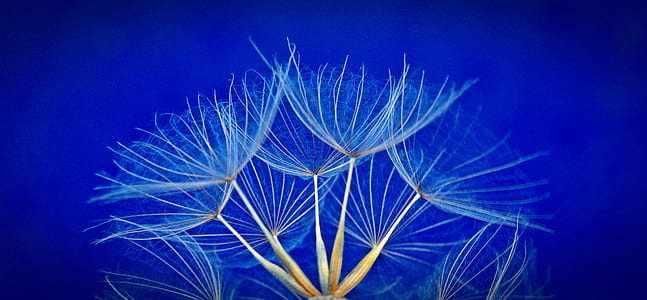 white dandelion digital wallpaper thumbnail
