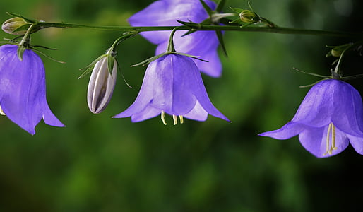 purple balloon flowers in bloom close up photo thumbnail