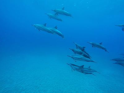group of dolphins in sea thumbnail