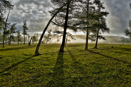 trees on grass field during sunrise thumbnail