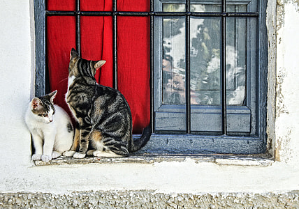 two white and grey cats sits near window of house during daytime thumbnail