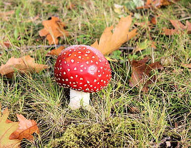 red and white mushroom thumbnail