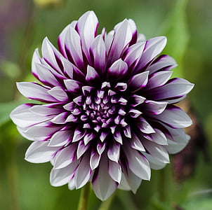 closeup photo of purple and white petaled flower thumbnail