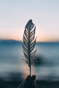 person holding feather thumbnail